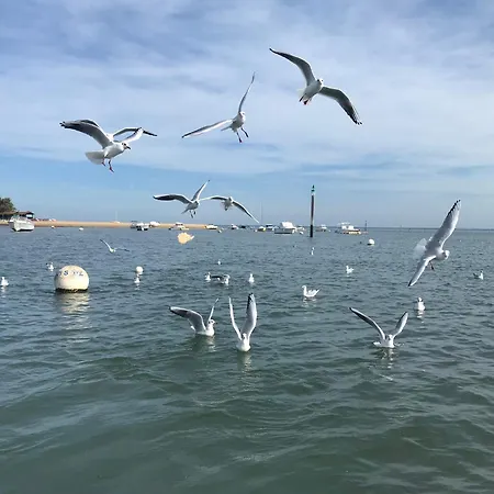 Aux Pieds Des Plages, Du Port, De La Piste Cyclable Et Des Commerces De Proximité, Un Au Dernier étage Avec Vue Panoramique Sur Le Bassin D'arcachon, Entièrement Rénové, Dans Résidence Avec Piscine Appartamento *